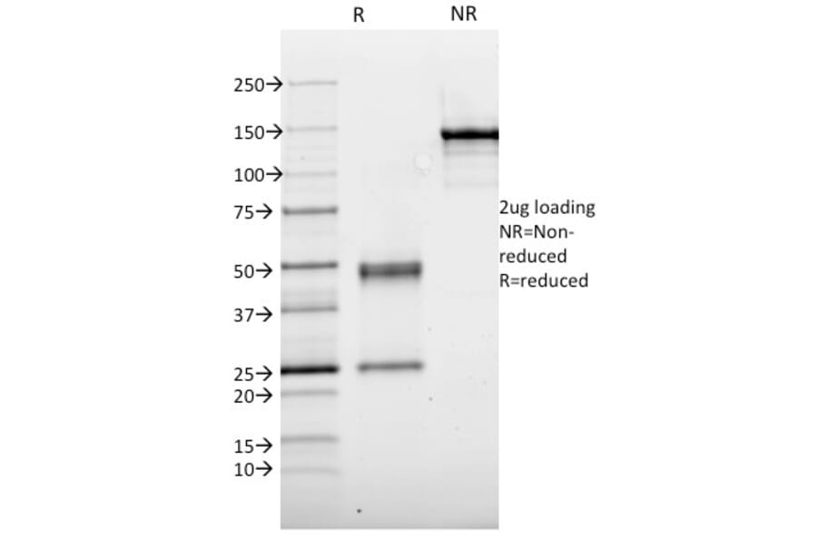SDS-PAGE - Anti-Thyroid Peroxidase Antibody [TPO/1921] - BSA and Azide free (A253379) - Antibodies.com