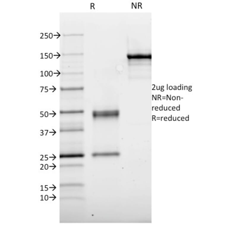 SDS-PAGE - Anti-Thyroid Peroxidase Antibody [TPO/1921] - BSA and Azide free (A253379) - Antibodies.com