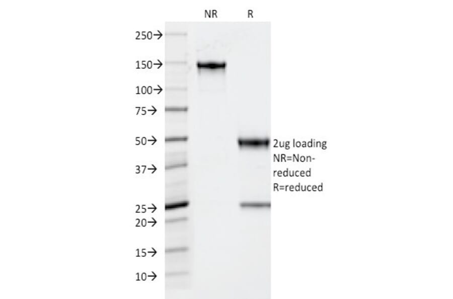 SDS-PAGE - Anti-Thyroid Peroxidase Antibody [TPO/1922] - BSA and Azide free (A253380) - Antibodies.com