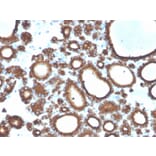 Immunohistochemistry - Anti-Thyroid Peroxidase Antibody [TPO/3694] - BSA and Azide free (A253381) - Antibodies.com