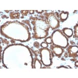Immunohistochemistry - Anti-Thyroid Peroxidase Antibody [TPO/3694] - BSA and Azide free (A253381) - Antibodies.com