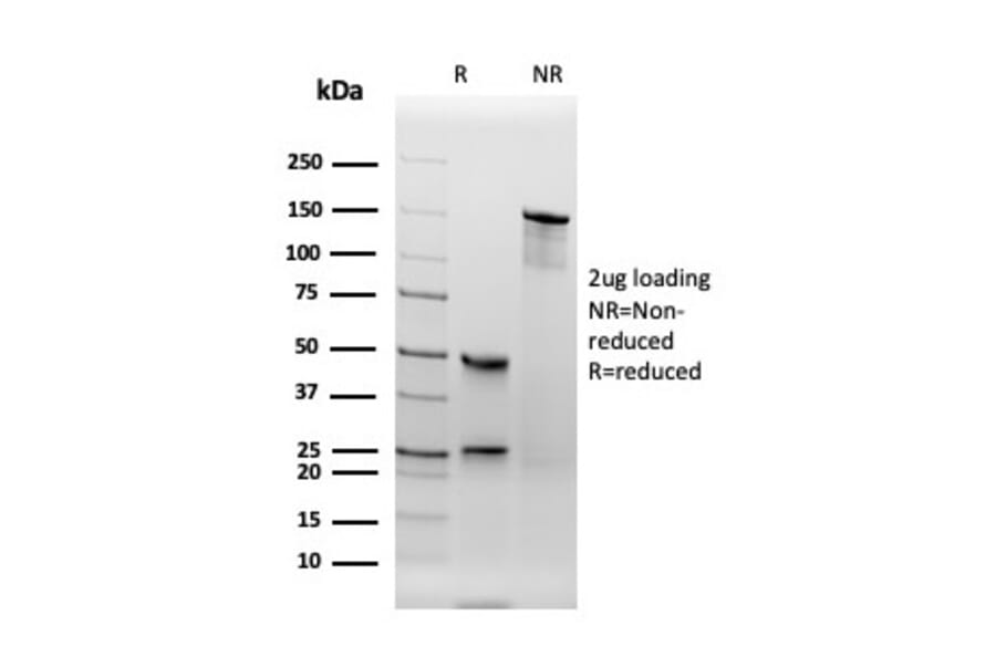 SDS-PAGE - Anti-Thyroid Peroxidase Antibody [TPO/3694] - BSA and Azide free (A253381) - Antibodies.com