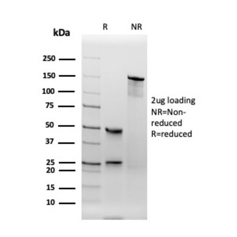 SDS-PAGE - Anti-Thyroid Peroxidase Antibody [TPO/3694] - BSA and Azide free (A253381) - Antibodies.com