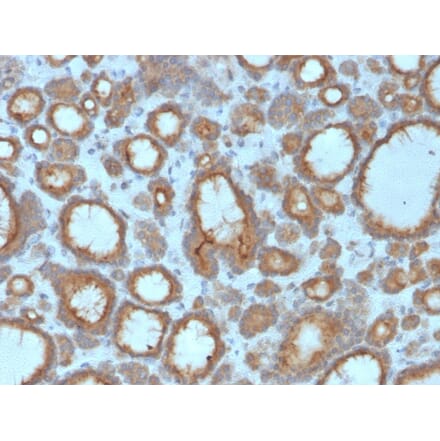 Immunohistochemistry - Anti-Thyroid Peroxidase Antibody [TPO/3695] - BSA and Azide free (A253382) - Antibodies.com