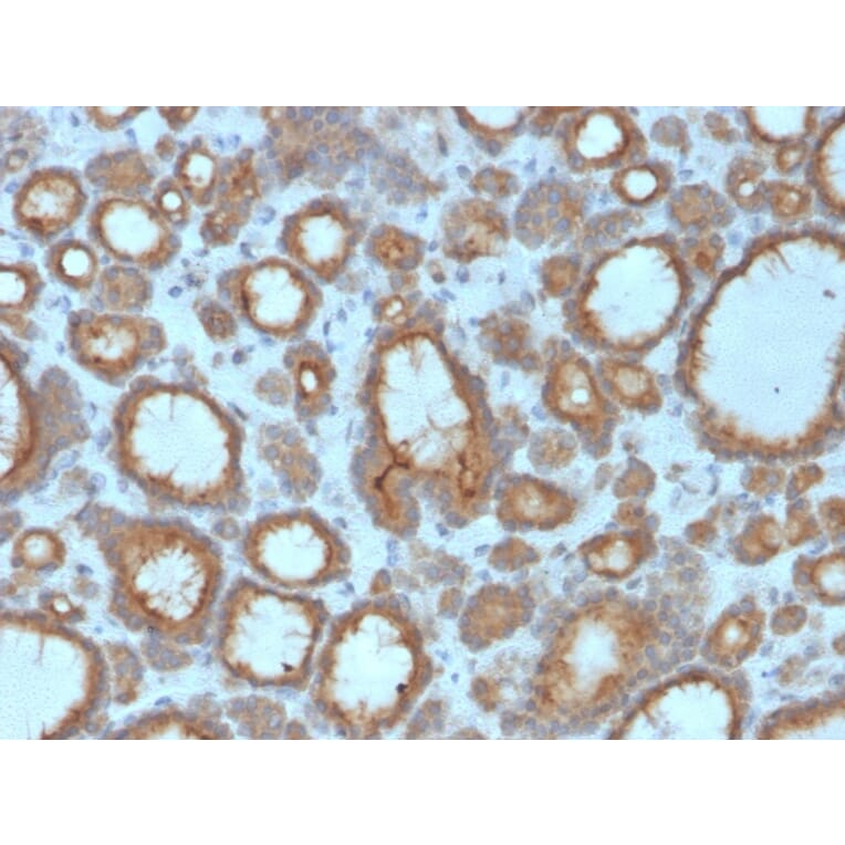 Immunohistochemistry - Anti-Thyroid Peroxidase Antibody [TPO/3695] - BSA and Azide free (A253382) - Antibodies.com