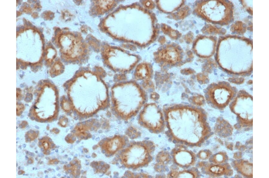 Immunohistochemistry - Anti-Thyroid Peroxidase Antibody [TPO/3695] - BSA and Azide free (A253382) - Antibodies.com
