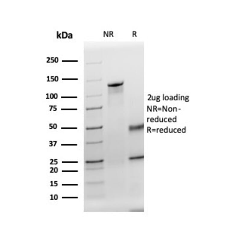 SDS-PAGE - Anti-Thyroid Peroxidase Antibody [TPO/3695] - BSA and Azide free (A253382) - Antibodies.com