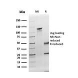 SDS-PAGE - Anti-Thyroid Peroxidase Antibody [TPO/3695] - BSA and Azide free (A253382) - Antibodies.com