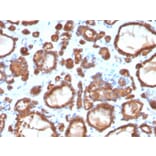 Immunohistochemistry - Anti-Thyroid Peroxidase Antibody [TPO/3697] - BSA and Azide free (A253383) - Antibodies.com
