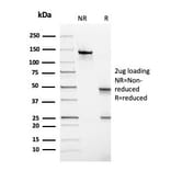 SDS-PAGE - Anti-Thyroid Peroxidase Antibody [TPO/3697] - BSA and Azide free (A253383) - Antibodies.com