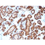 Immunohistochemistry - Anti-Thyroid Peroxidase Antibody [TPO/3698] - BSA and Azide free (A253384) - Antibodies.com