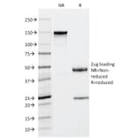 SDS-PAGE - Anti-Mast Cell Tryptase Antibody [TPSAB1/1963] - BSA and Azide free (A253387) - Antibodies.com