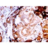 Immunohistochemistry - Anti-GRP94 Antibody [HSP90B1/3168R] - BSA and Azide free (A253388) - Antibodies.com