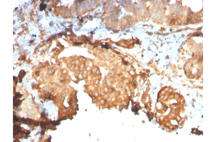 Immunohistochemistry - Anti-GRP94 Antibody [HSP90B1/3168R] - BSA and Azide free (A253388) - Antibodies.com