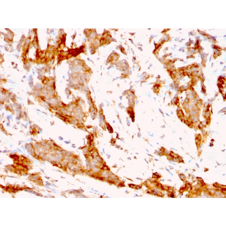 Immunohistochemistry - Anti-GRP94 Antibody [9G10.F8.2] - BSA and Azide free (A253389) - Antibodies.com