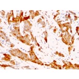 Immunohistochemistry - Anti-GRP94 Antibody [9G10.F8.2] - BSA and Azide free (A253389) - Antibodies.com