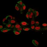 Immunofluorescence - Anti-GRP94 Antibody [9G10.F8.2] - BSA and Azide free (A253389) - Antibodies.com