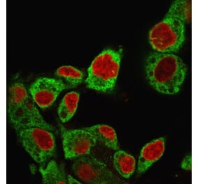 Immunofluorescence - Anti-GRP94 Antibody [SPM249] - BSA and Azide free (A253390) - Antibodies.com