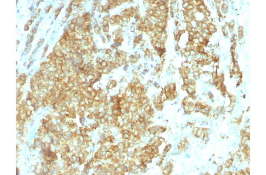 Immunohistochemistry - Anti-GRP94 Antibody [HSP90B1/1192] - BSA and Azide free (A253390) - Antibodies.com