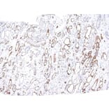 Immunohistochemistry - Anti-C4d Antibody [C4D204] - BSA and Azide free (A253395) - Antibodies.com