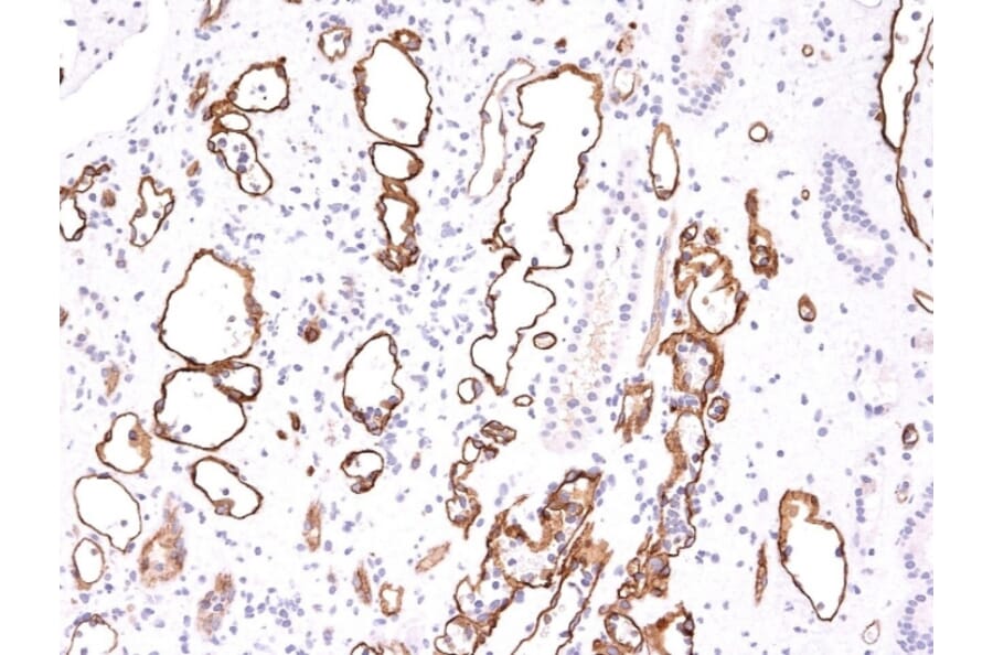 Immunohistochemistry - Anti-C4d Antibody [C4D204] - BSA and Azide free (A253395) - Antibodies.com