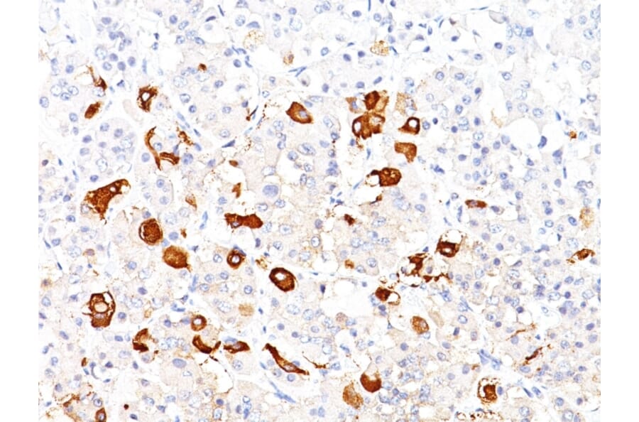 Immunohistochemistry - Anti-TSH beta Antibody [TSHb/1317] - BSA and Azide free (A253396) - Antibodies.com