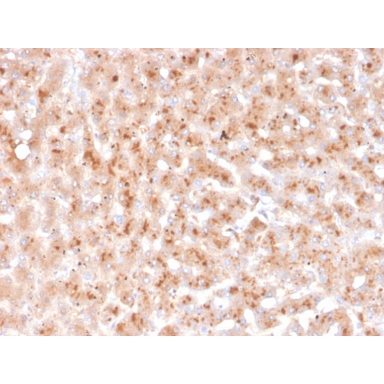 Immunohistochemistry - Anti-Transthyretin Antibody [TTR/4292] - BSA and Azide free (A253404) - Antibodies.com