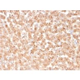 Immunohistochemistry - Anti-Transthyretin Antibody [TTR/4293] - BSA and Azide free (A253405) - Antibodies.com