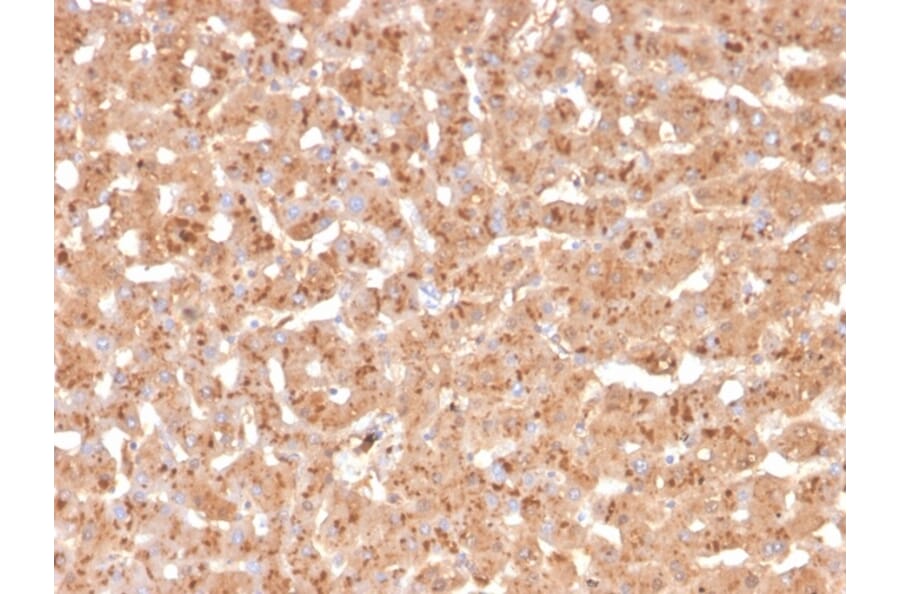 Immunohistochemistry - Anti-Transthyretin Antibody [TTR/4295] - BSA and Azide free (A253406) - Antibodies.com