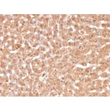 Immunohistochemistry - Anti-Transthyretin Antibody [TTR/4295] - BSA and Azide free (A253406) - Antibodies.com