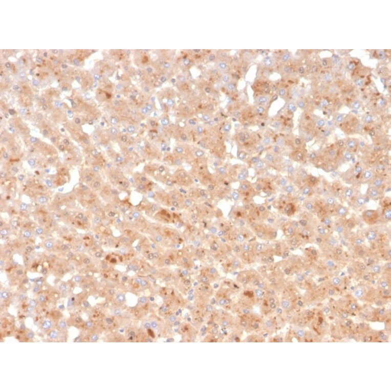 Immunohistochemistry - Anti-Transthyretin Antibody [TTR/4296] - BSA and Azide free (A253407) - Antibodies.com