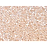 Immunohistochemistry - Anti-Transthyretin Antibody [TTR/4296] - BSA and Azide free (A253407) - Antibodies.com