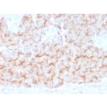 Immunohistochemistry - Anti-alpha Tubulin Antibody [TUBA/3038] - BSA and Azide free (A253408) - Antibodies.com