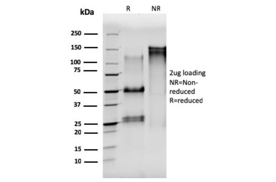SDS-PAGE - Anti-alpha Tubulin Antibody [TUBA/3038] - BSA and Azide free (A253408) - Antibodies.com