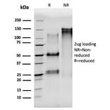 SDS-PAGE - Anti-alpha Tubulin Antibody [TUBA/3038] - BSA and Azide free (A253408) - Antibodies.com