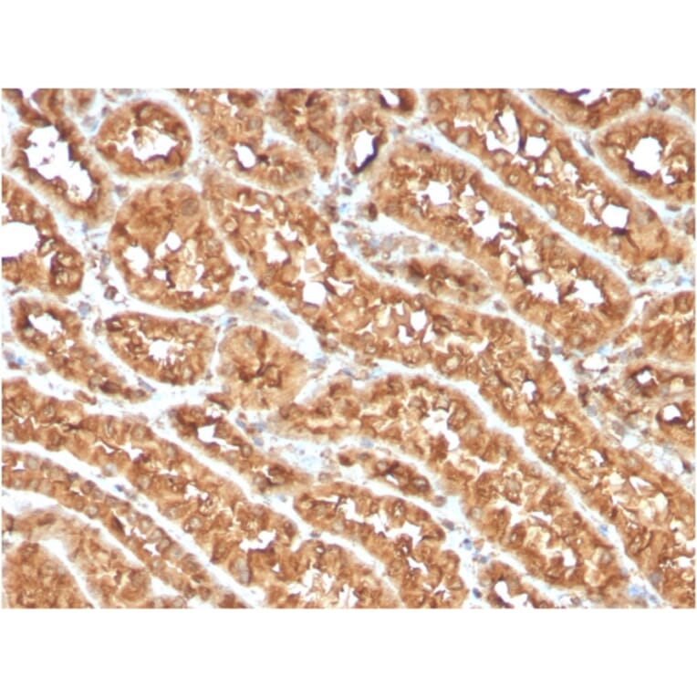 Immunohistochemistry - Anti-CD134 Antibody [OX40/3108] - BSA and Azide free (A253410) - Antibodies.com