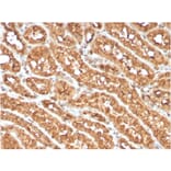 Immunohistochemistry - Anti-CD134 Antibody [OX40/3108] - BSA and Azide free (A253410) - Antibodies.com
