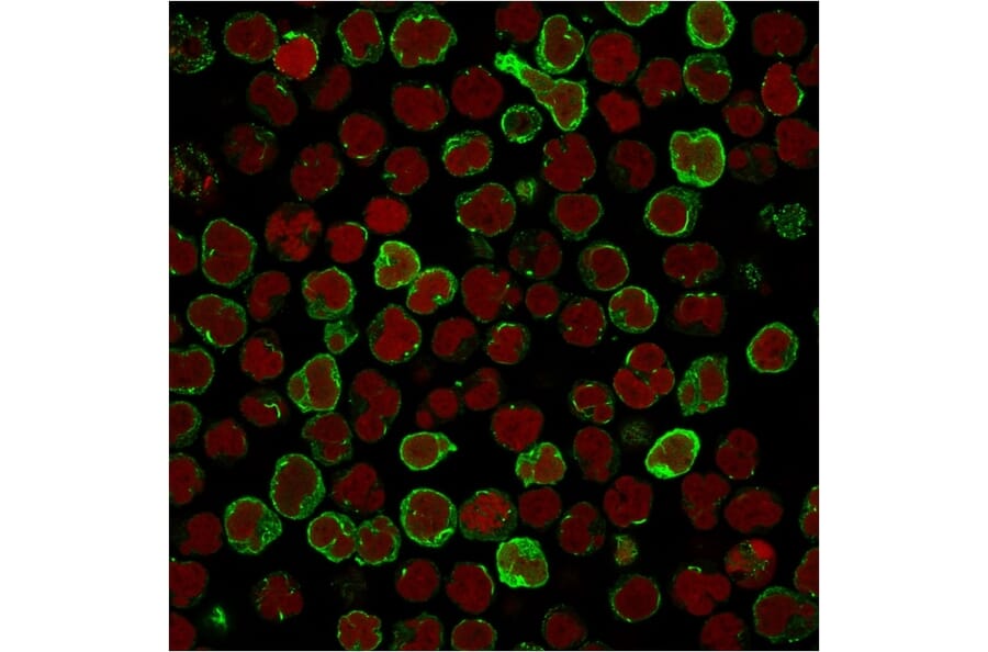 Immunofluorescence - Anti-CD134 Antibody [OX40/3108] - BSA and Azide free (A253410) - Antibodies.com