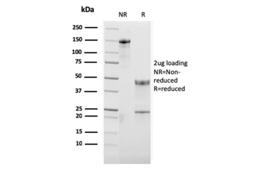 SDS-PAGE - Anti-CD134 Antibody [OX40/3108] - BSA and Azide free (A253410) - Antibodies.com