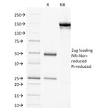 SDS-PAGE - Anti-Thymidylate Synthase Antibody [TYMS/1884] - BSA and Azide free (A253417) - Antibodies.com