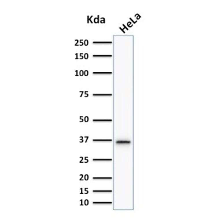 Western Blot - Anti-Thymidylate Synthase Antibody [TYMS/1884] - BSA and Azide free (A253417) - Antibodies.com