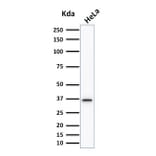 Western Blot - Anti-Thymidylate Synthase Antibody [TYMS/1884] - BSA and Azide free (A253417) - Antibodies.com