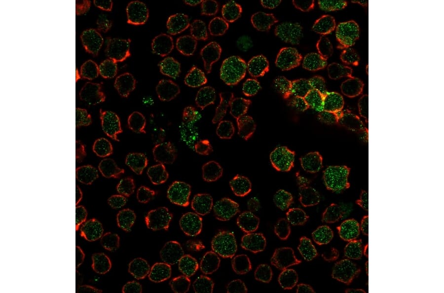 Immunofluorescence - Anti-Thymidylate Synthase Antibody [TYMS/1884] - BSA and Azide free (A253417) - Antibodies.com