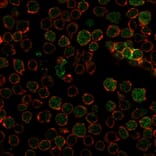 Immunofluorescence - Anti-Thymidylate Synthase Antibody [TYMS/1884] - BSA and Azide free (A253417) - Antibodies.com