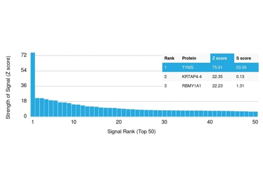 Protein Array - Anti-Thymidylate Synthase Antibody [TYMS/1884] - BSA and Azide free (A253416) - Antibodies.com