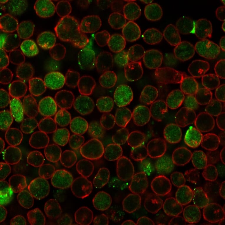 Immunofluorescence - Anti-Thymidylate Synthase Antibody [rTYMS/1884] - BSA and Azide free (A253418) - Antibodies.com