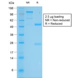 SDS-PAGE - Anti-Tyrosinase Antibody [TYR/2024R] - BSA and Azide free (A253425) - Antibodies.com