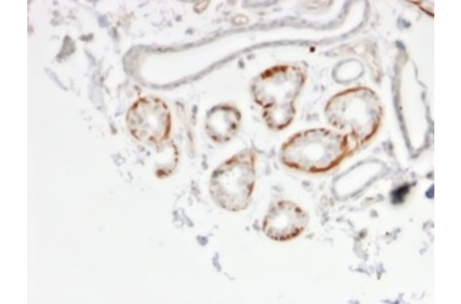 Immunohistochemistry - Anti-GTF2H2C Antibody [PCRP-GTF2H2C-2C9] - BSA and Azide free (A253426) - Antibodies.com