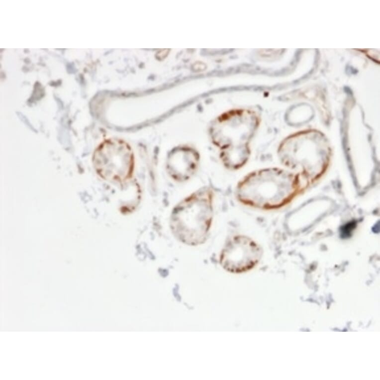 Immunohistochemistry - Anti-GTF2H2C Antibody [PCRP-GTF2H2C-2C9] - BSA and Azide free (A253426) - Antibodies.com