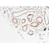 Immunohistochemistry - Anti-GTF2H2C Antibody [PCRP-GTF2H2C-2C9] - BSA and Azide free (A253426) - Antibodies.com